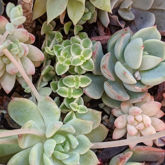 40 Succulent Plant Cuttings Various Types - Picture 11 of 15